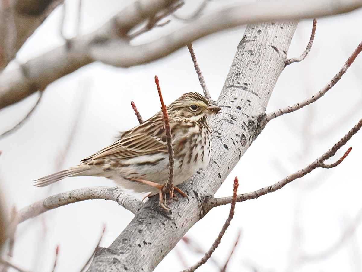 Savannah Sparrow - ML647725258