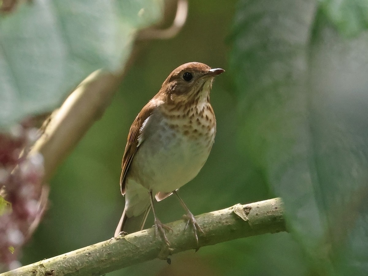 Catharus sp. - ML647725265