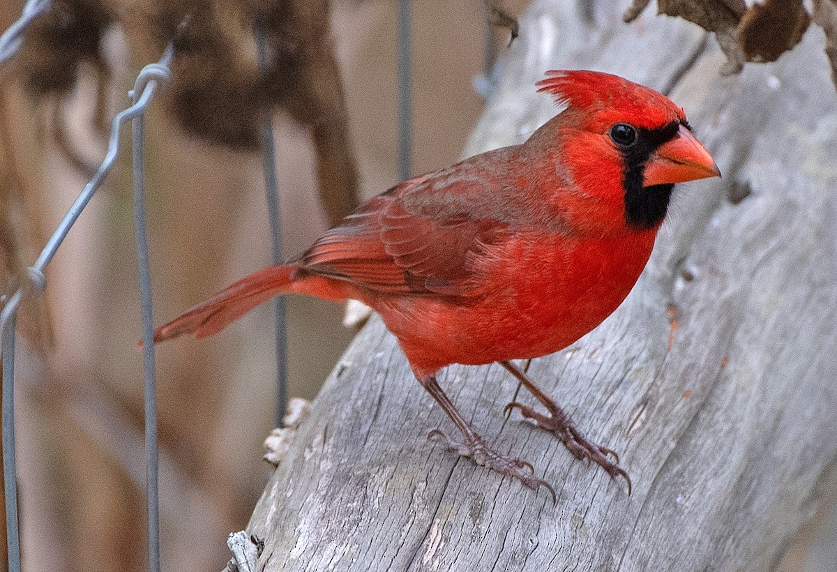 Northern Cardinal - ML647725269
