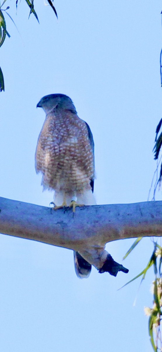 Cooper's Hawk - ML647725287