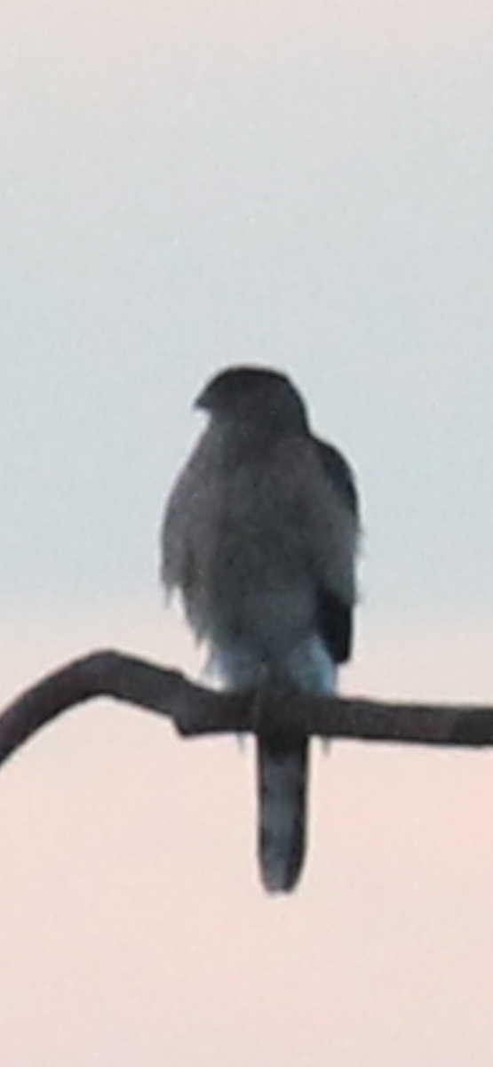 Cooper's Hawk - ML647725288