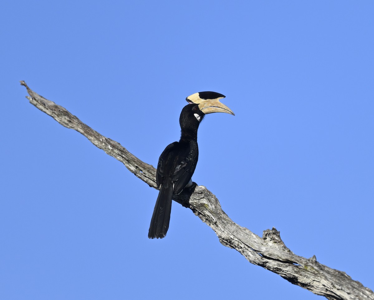 カササギサイチョウ - ML647725289