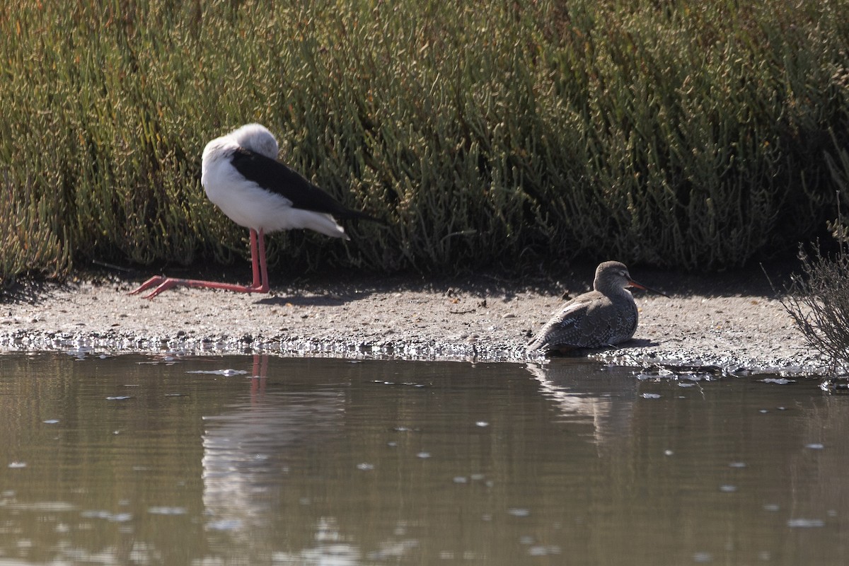 高蹺鴴 - ML647725296