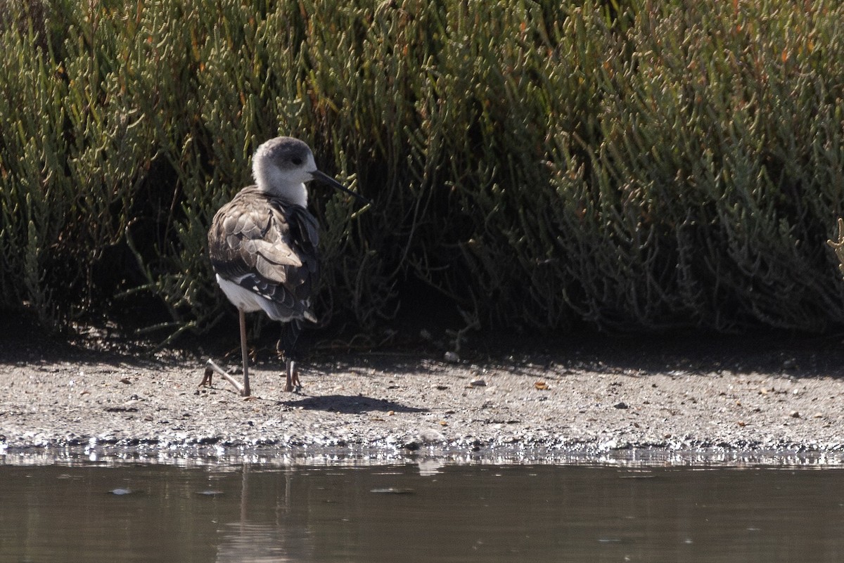 高蹺鴴 - ML647725297