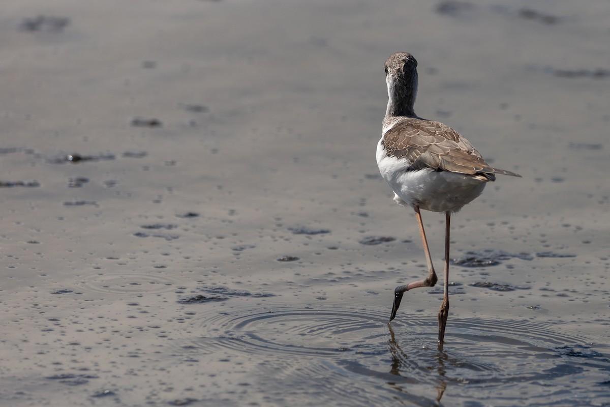 高蹺鴴 - ML647725298