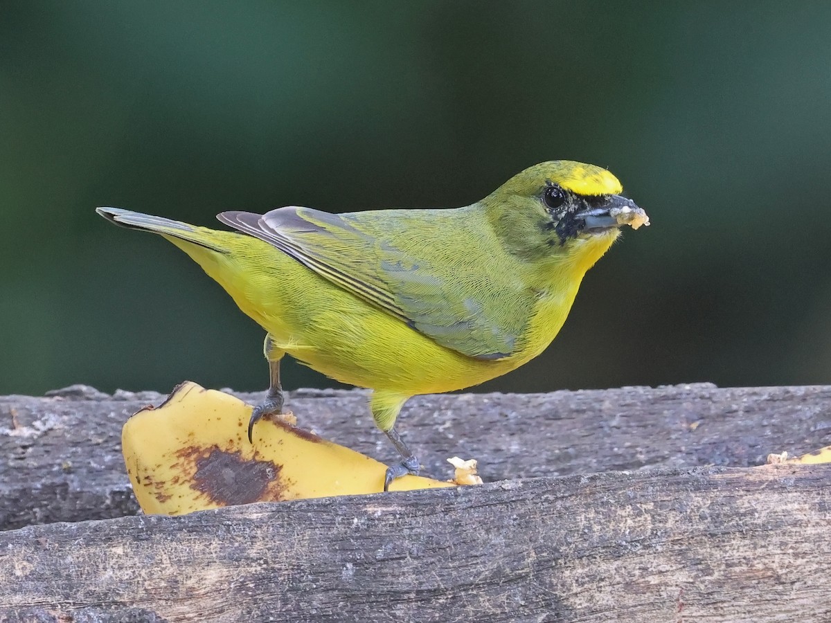 Thick-billed Euphonia - ML647725310