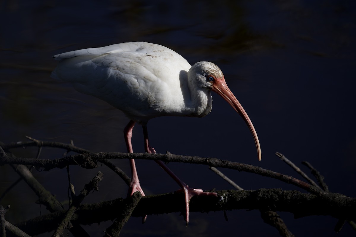 Corocoro Blanco - ML647725313