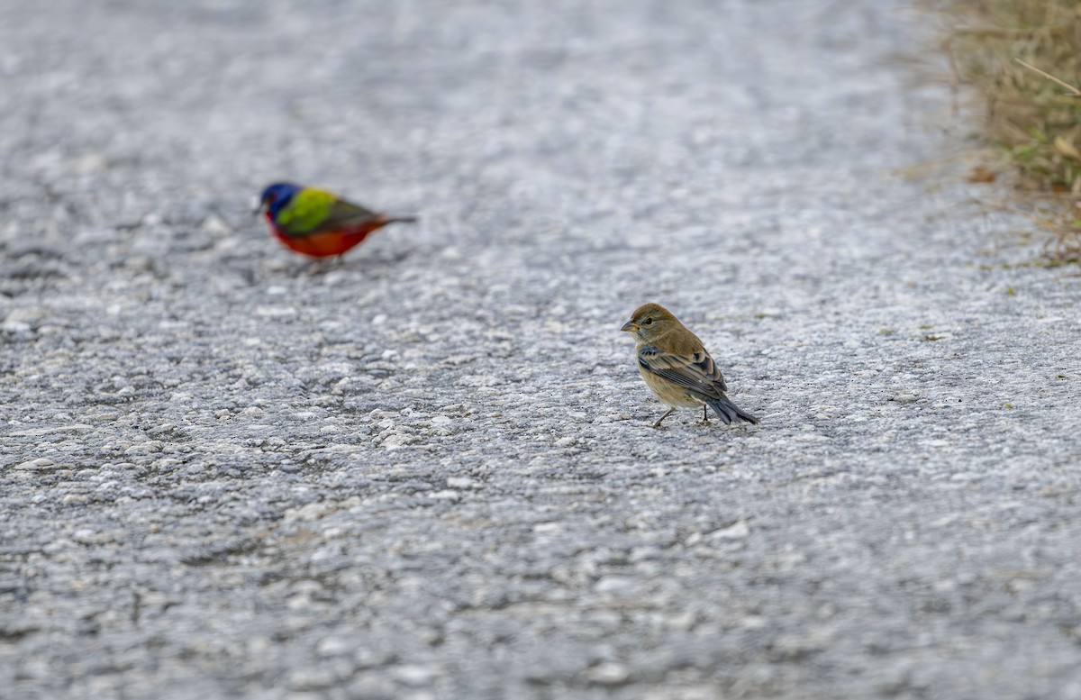 Indigo Bunting - ML647725348