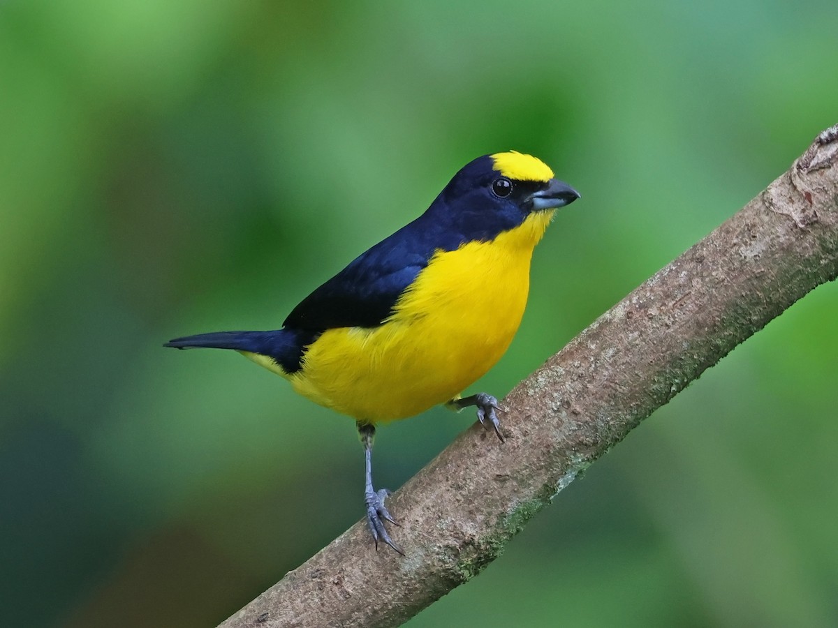Thick-billed Euphonia - ML647725350
