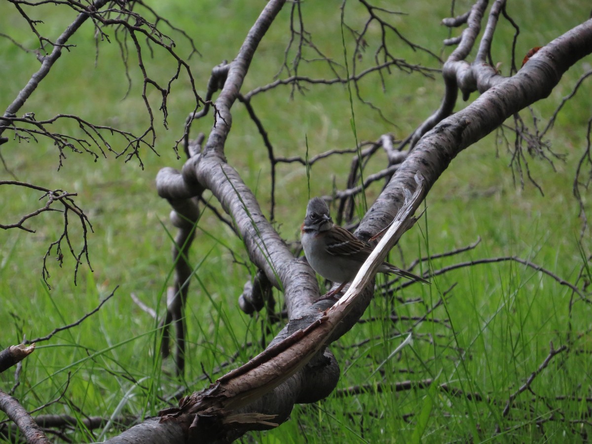 Rufous-collared Sparrow - ML647725354