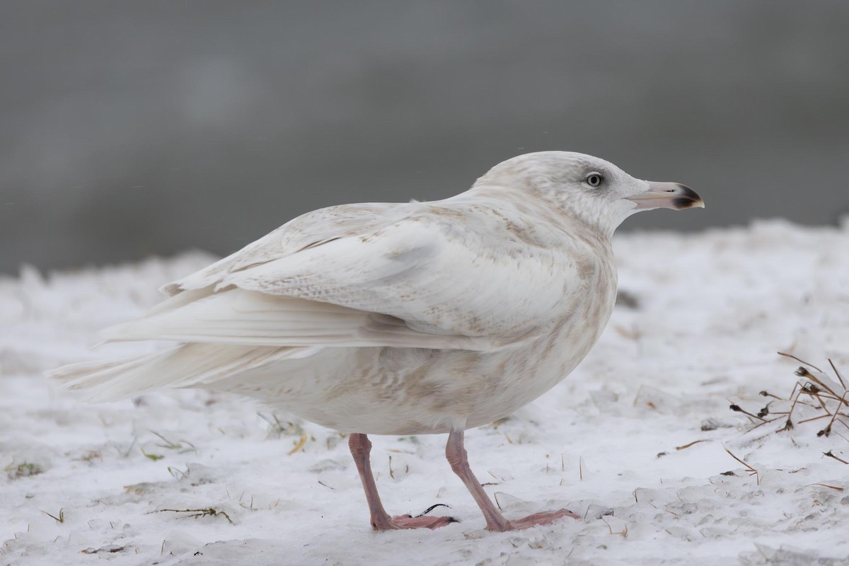 Glaucous Gull - ML647725356
