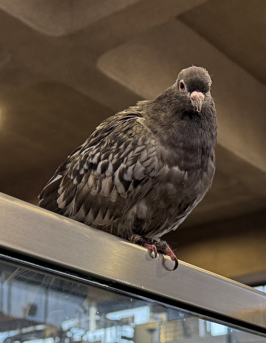 Rock Pigeon (Feral Pigeon) - ML647725361
