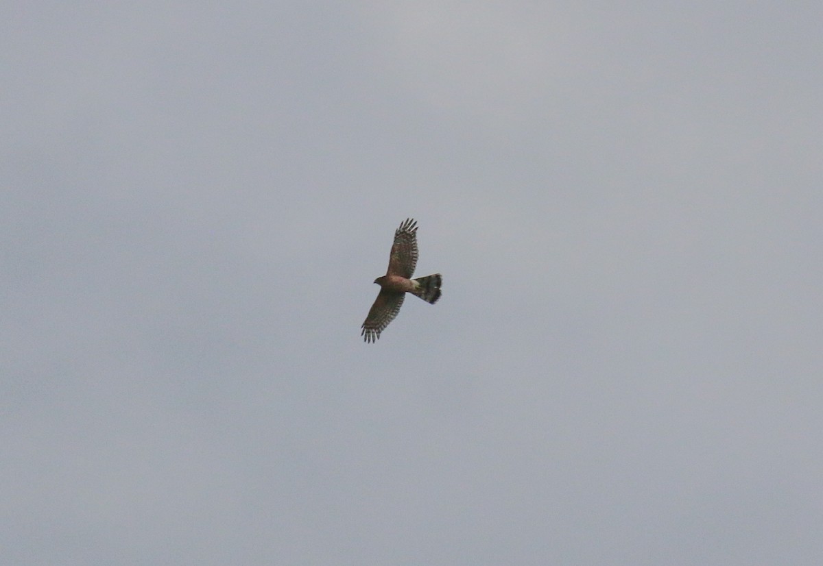 Cooper's Hawk - ML647725363