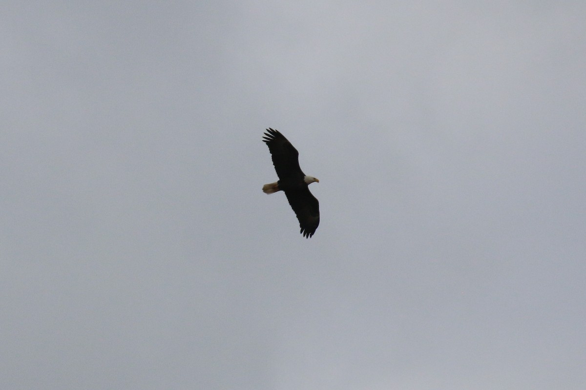 Weißkopf-Seeadler - ML647725378