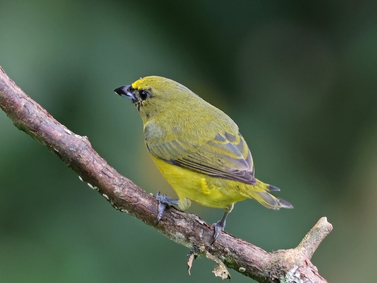 Thick-billed Euphonia - ML647725383
