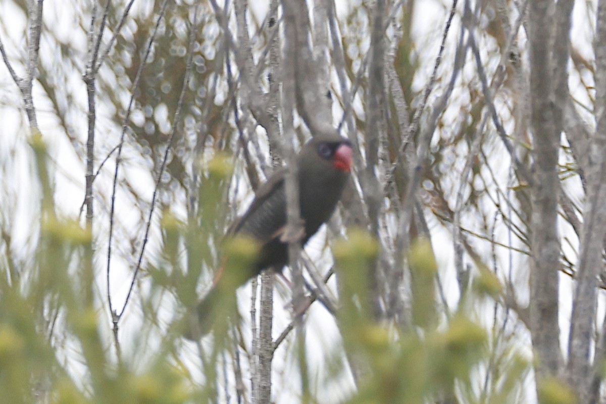 Beautiful Firetail - ML647725407
