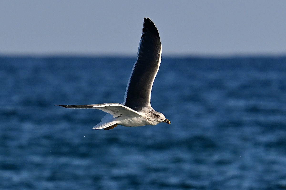 Gaviota Sombría - ML647725426