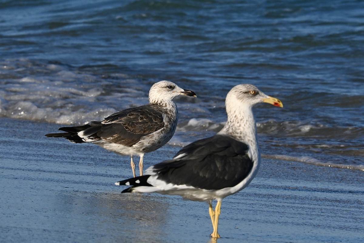 Gaviota Sombría - ML647725435