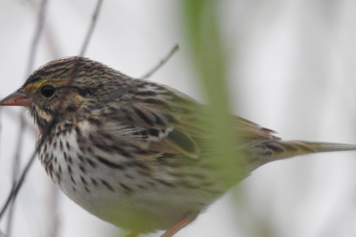 Savannah Sparrow - ML647725456