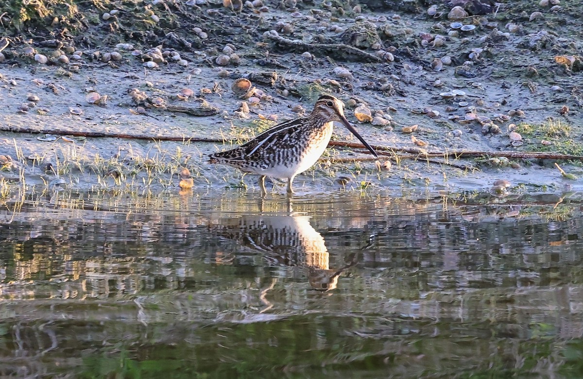 Wilson Suçulluğu - ML647725457