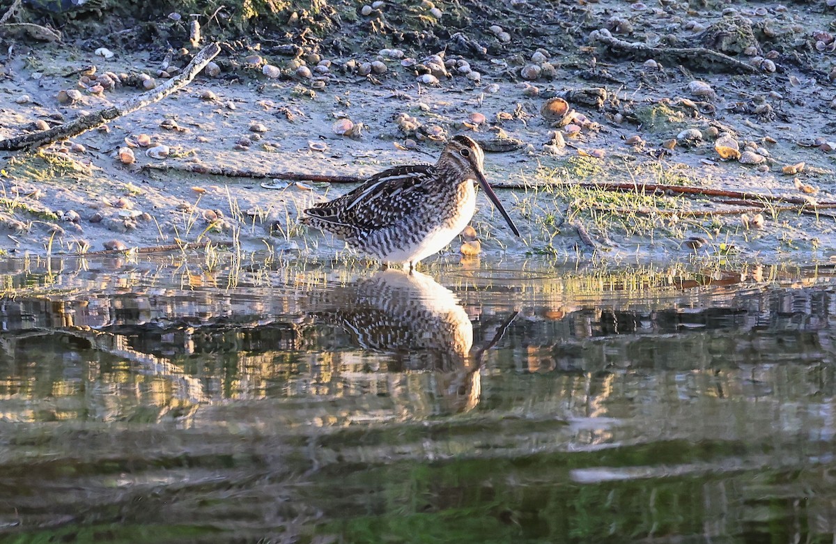 Wilson Suçulluğu - ML647725458