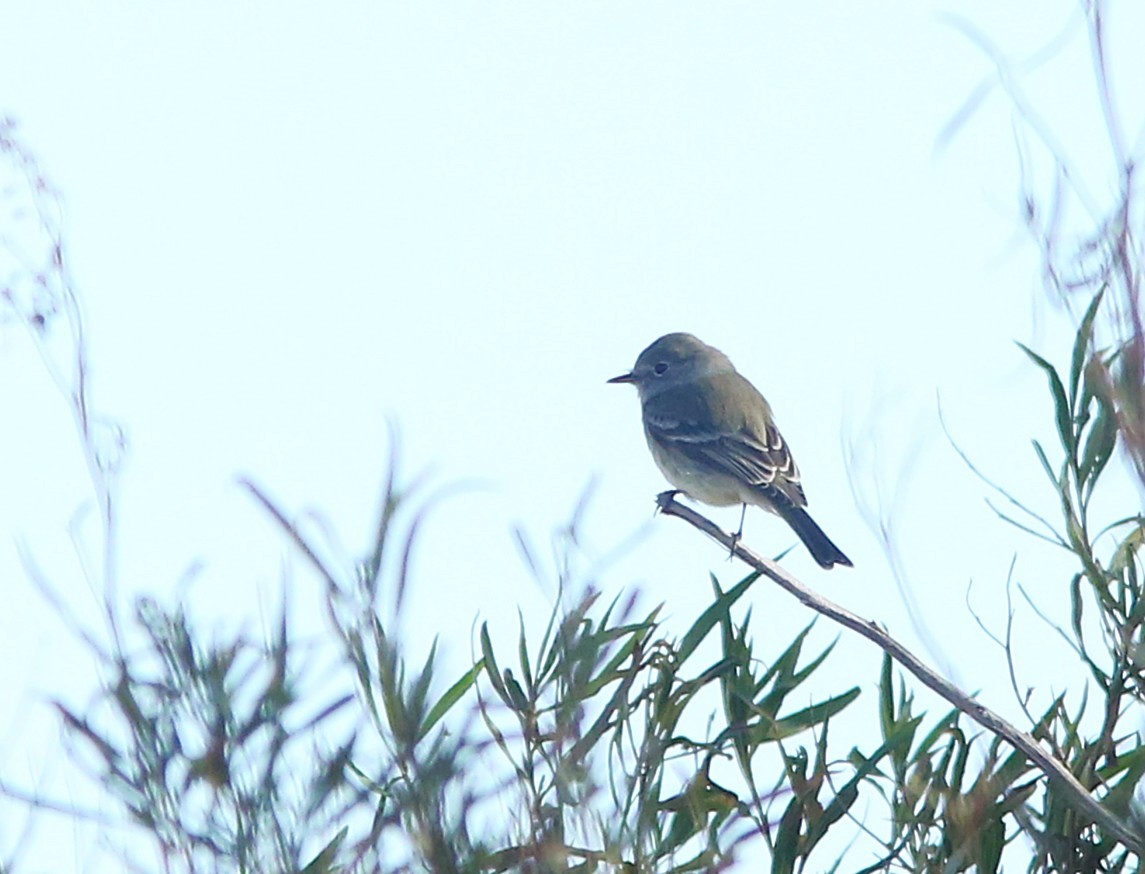 Gray Flycatcher - ML647725466