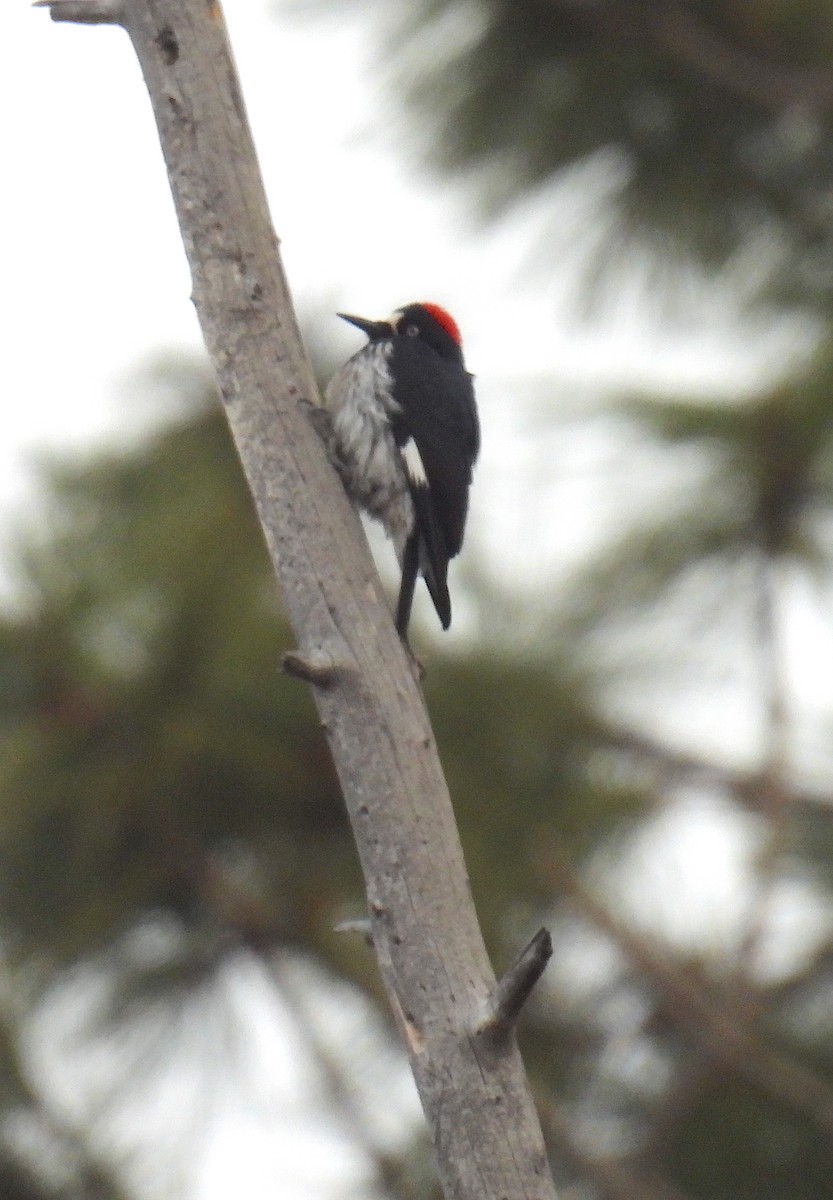 Acorn Woodpecker - ML647725467