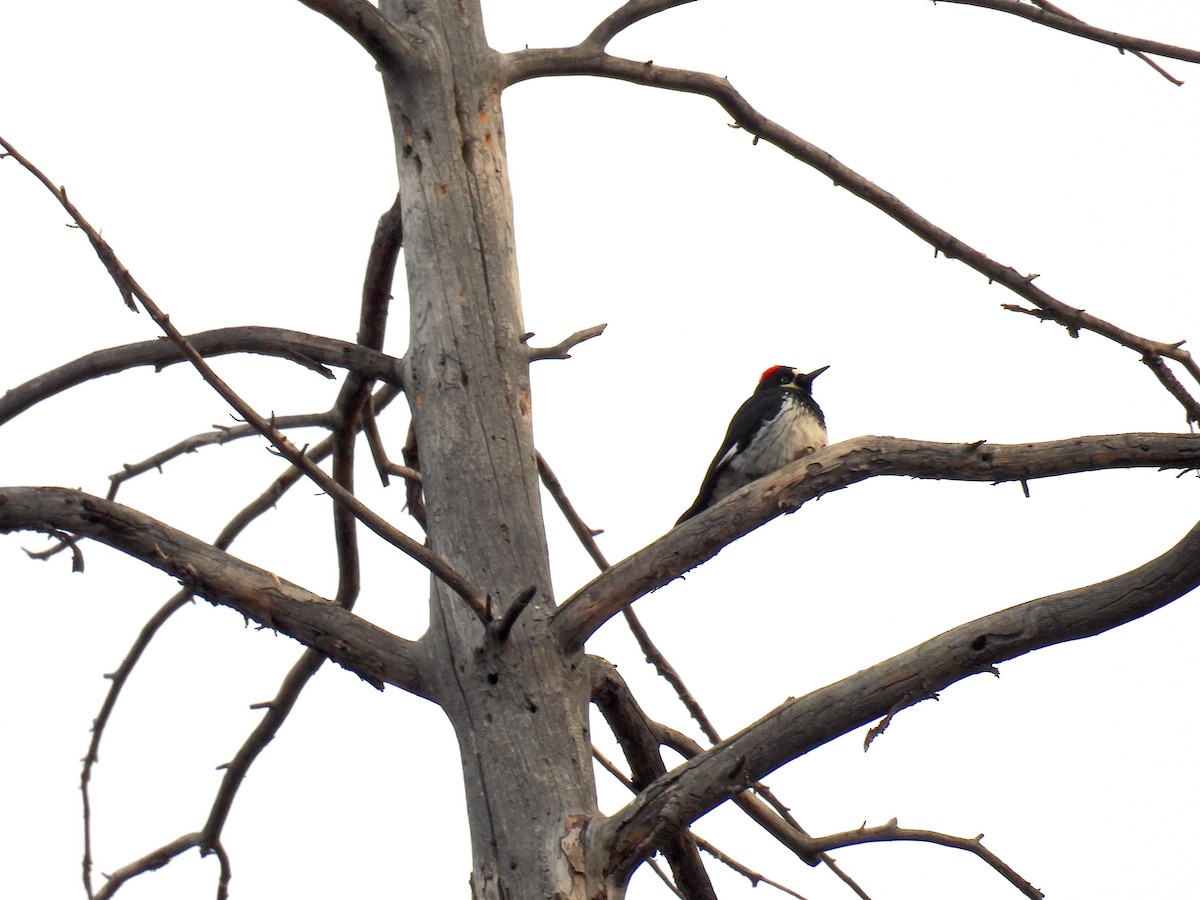 Acorn Woodpecker - ML647725468