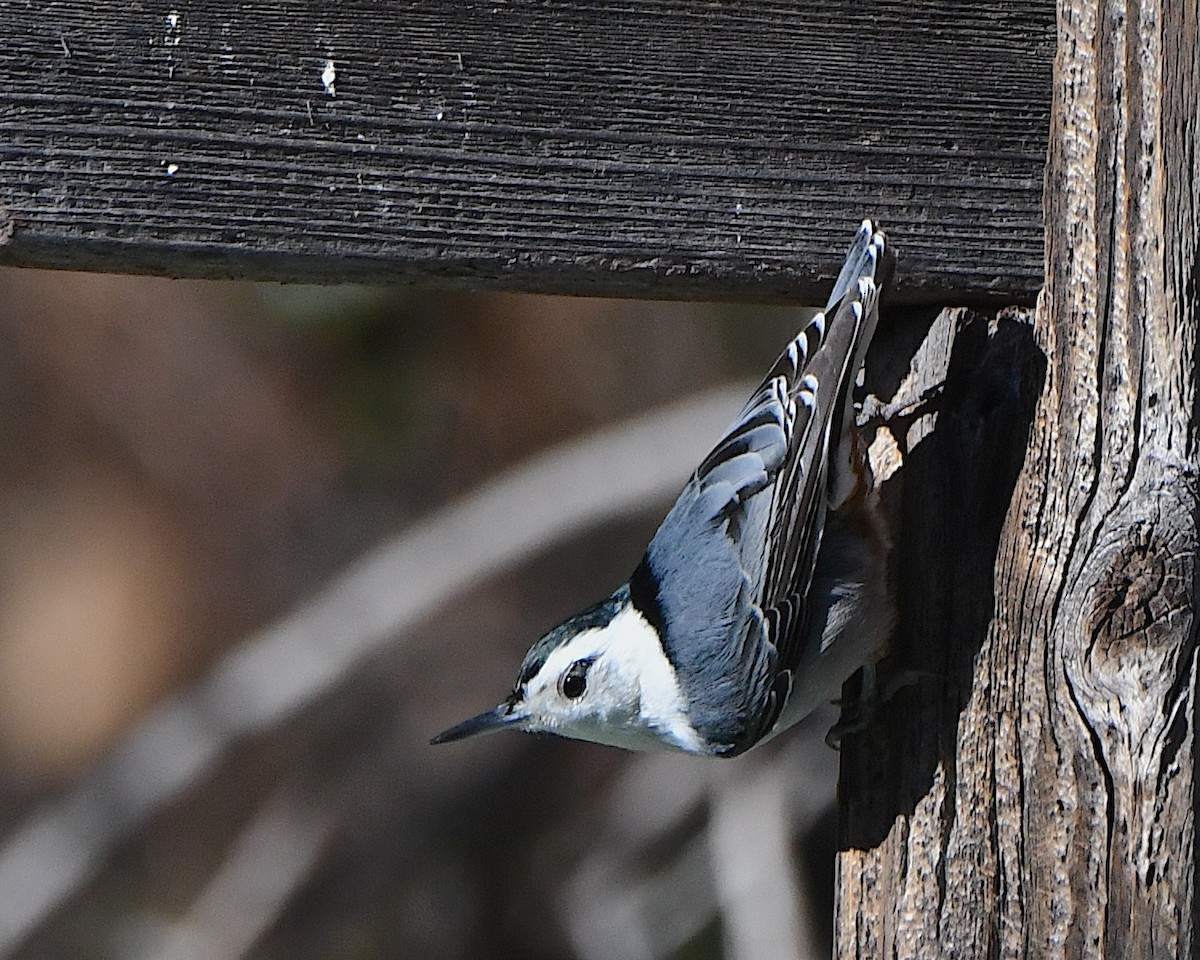 White-breasted Nuthatch (Interior West) - ML647725469