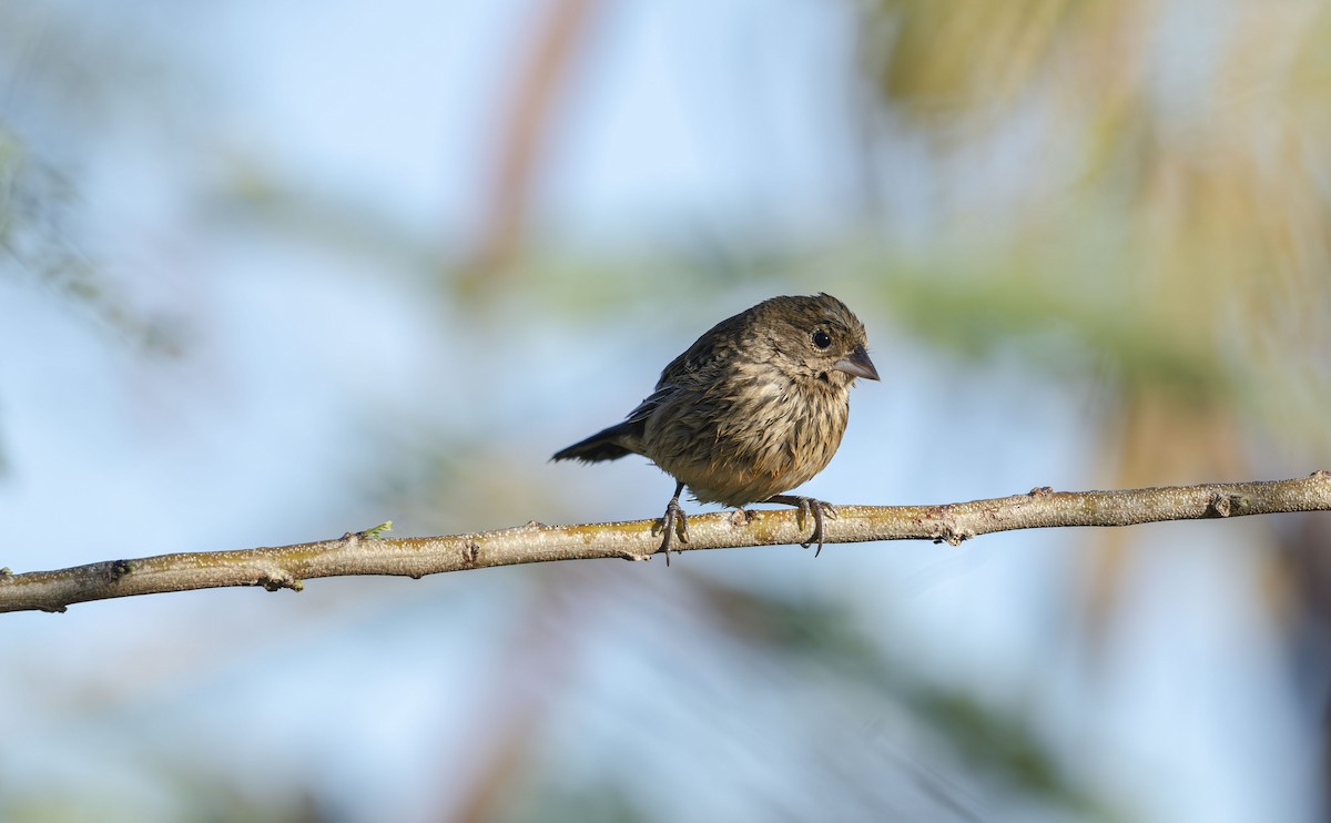 Blue-black Grassquit - ML647725470
