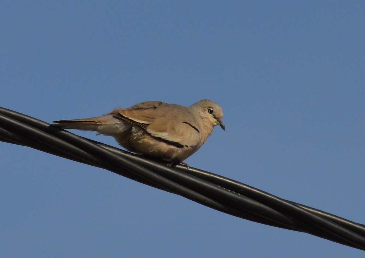 Picui Ground Dove - ML647725472