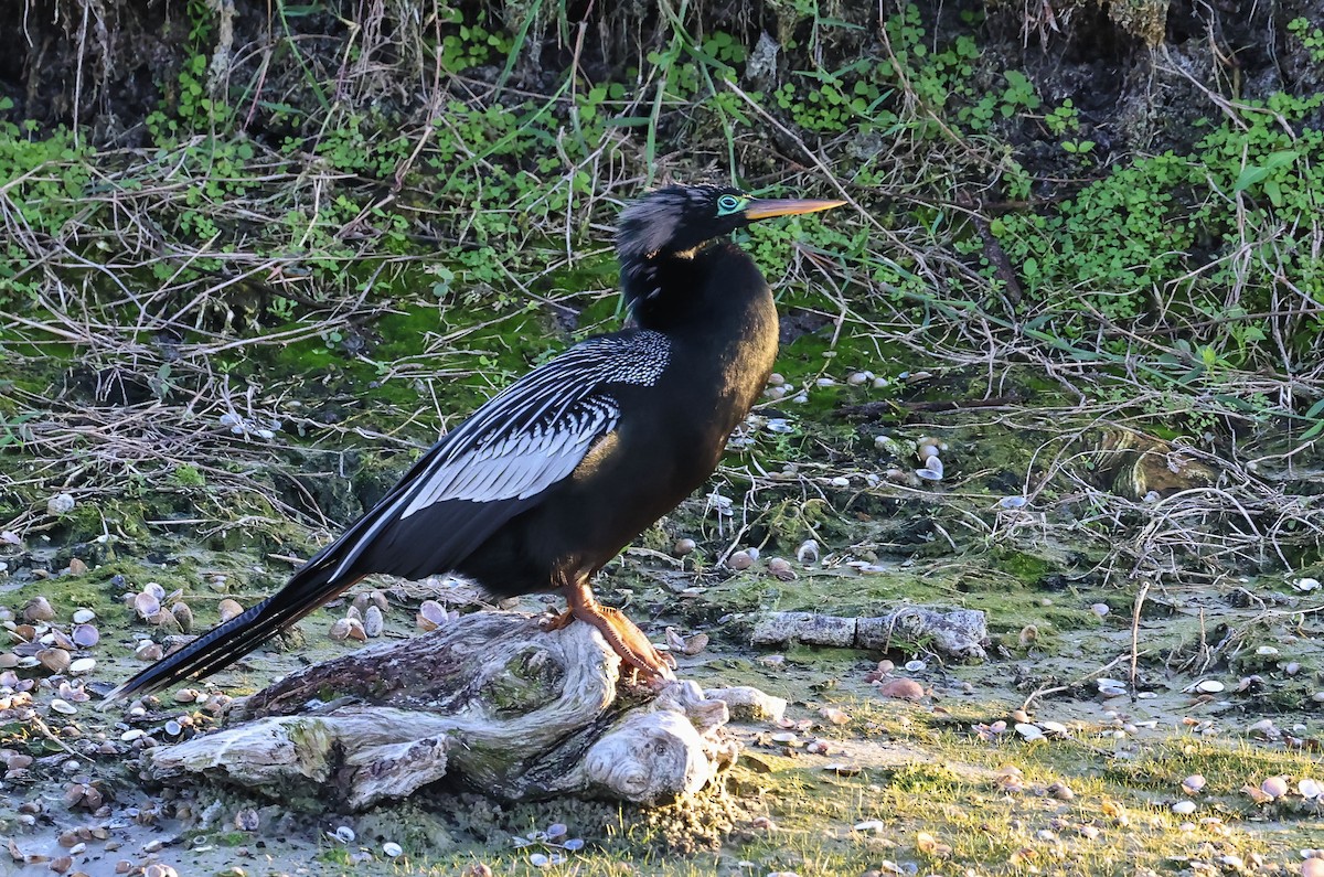 Anhinga - ML647725474