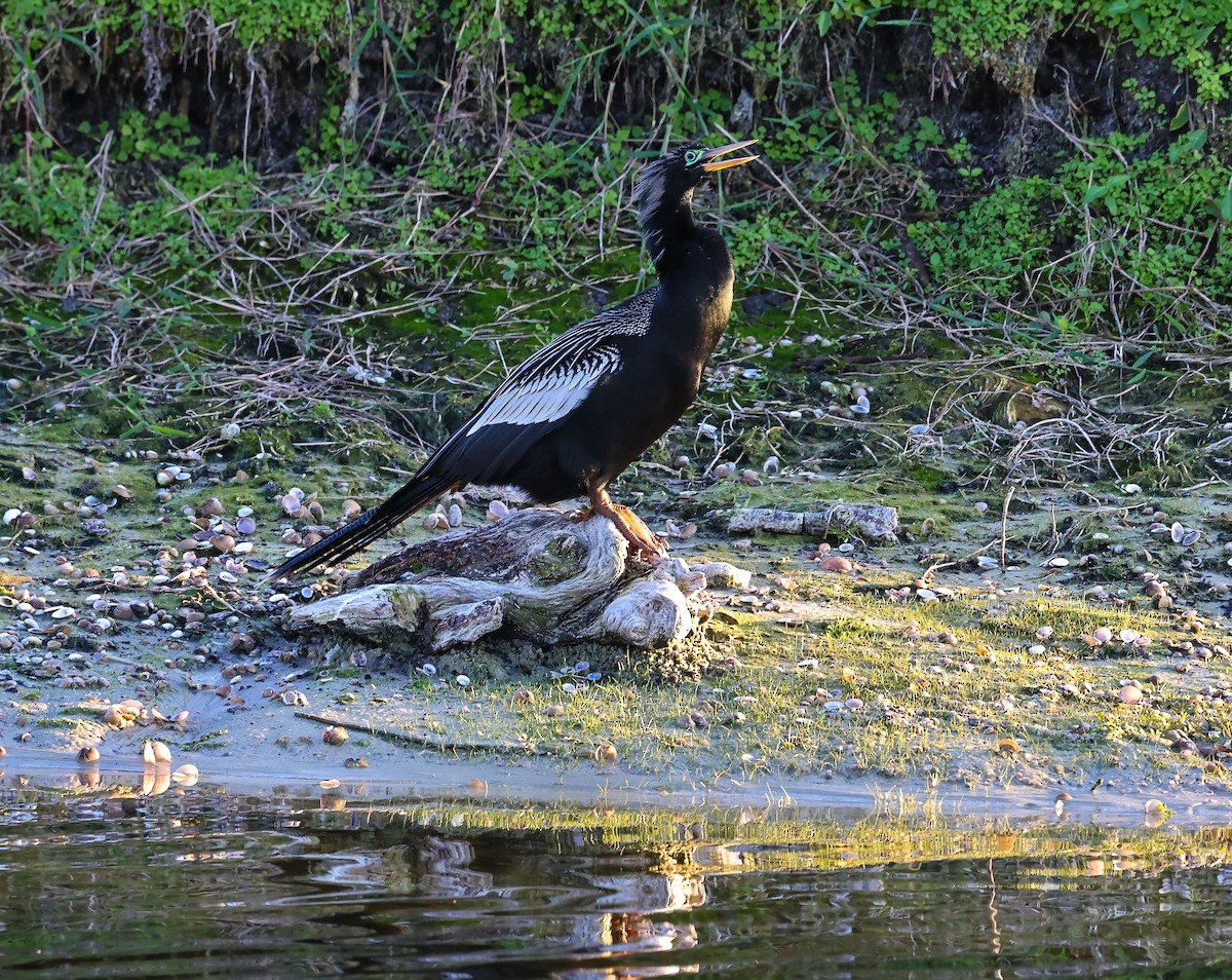 Anhinga - ML647725475