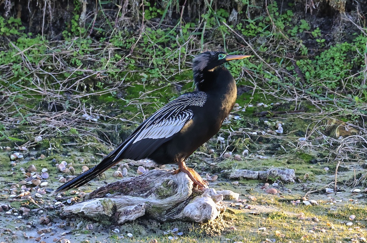 Anhinga - ML647725476