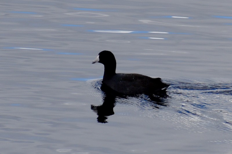 American Coot - ML647725478