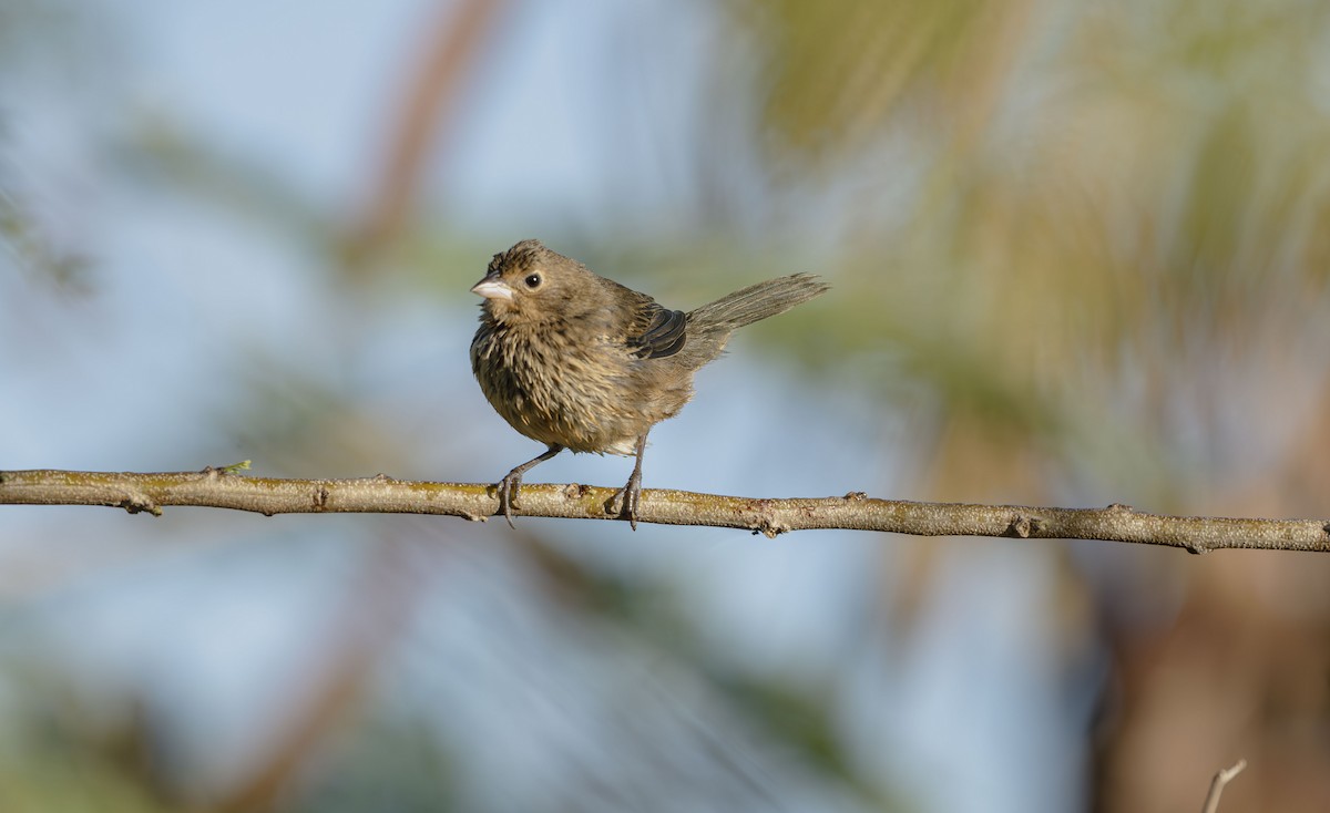 Blue-black Grassquit - ML647725479