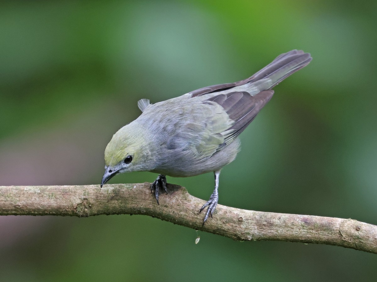 Palm Tanager - ML647725483