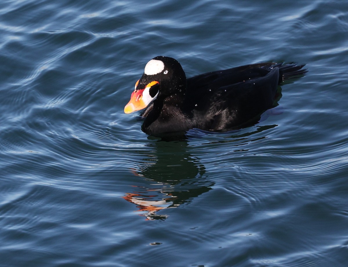 Surf Scoter - ML647725485