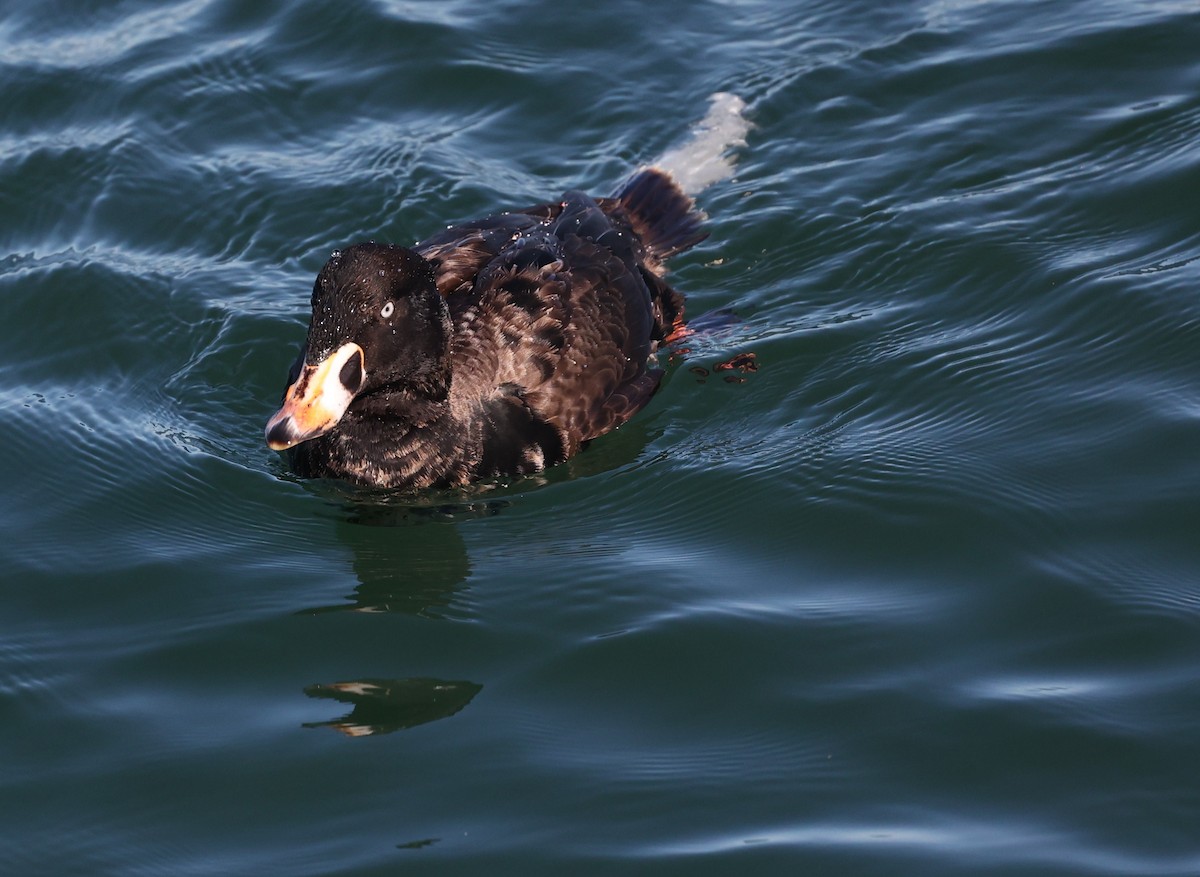 Surf Scoter - ML647725487