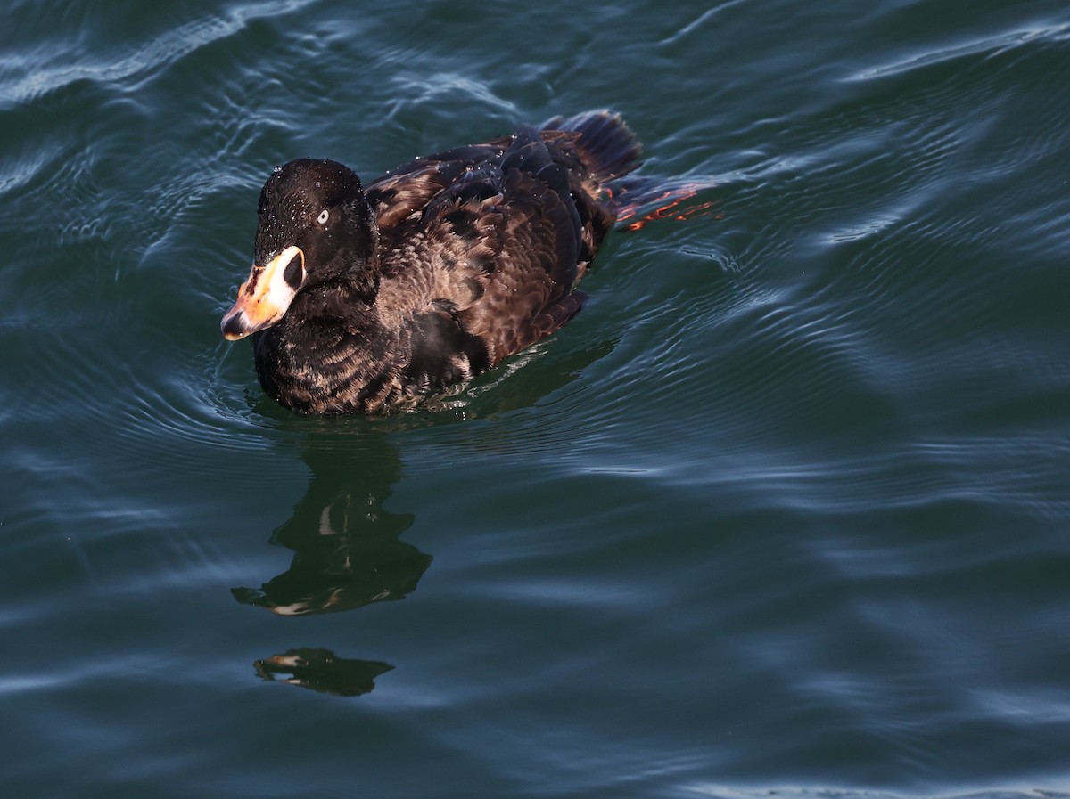 Surf Scoter - ML647725489