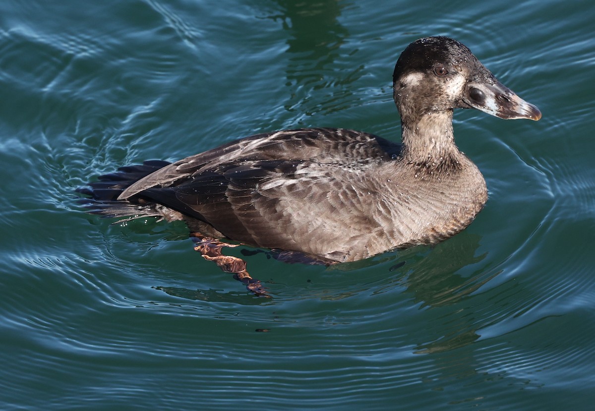 Surf Scoter - ML647725490