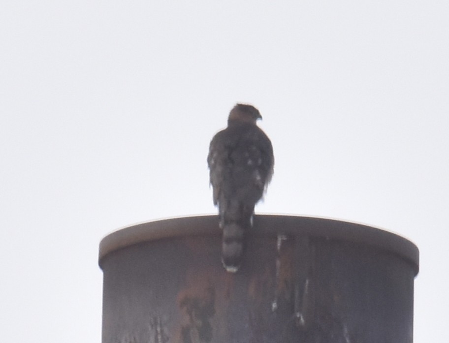 Cooper's Hawk - ML647725493
