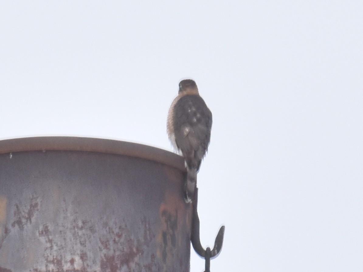 Cooper's Hawk - ML647725494