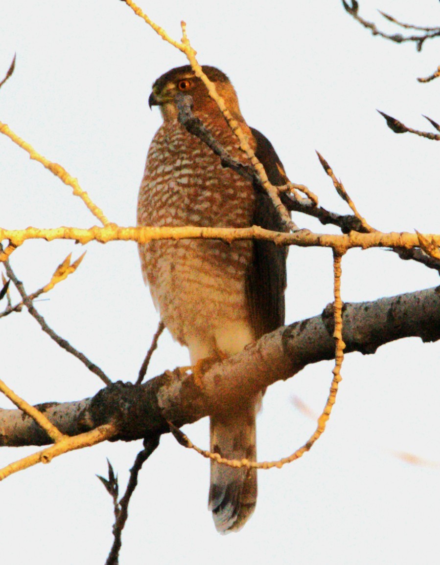 Cooper's Hawk - ML647725496