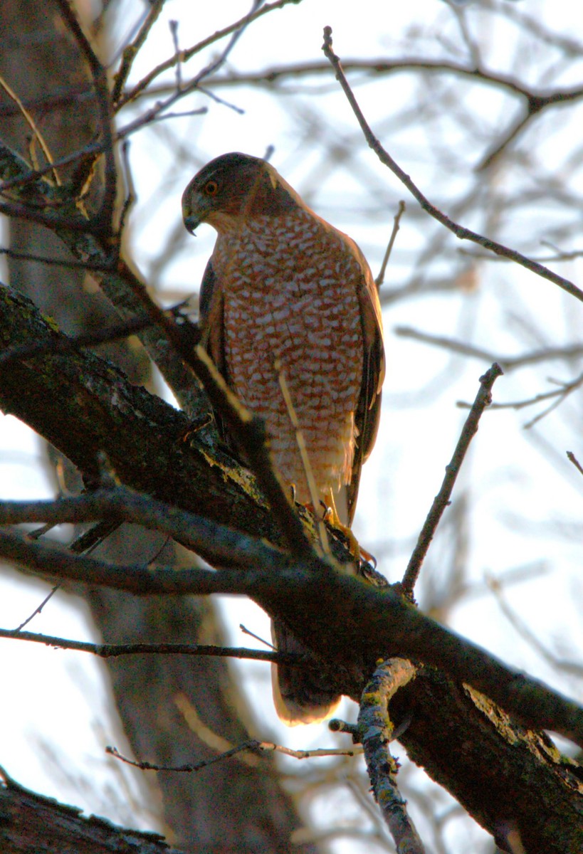 Cooper's Hawk - ML647725497