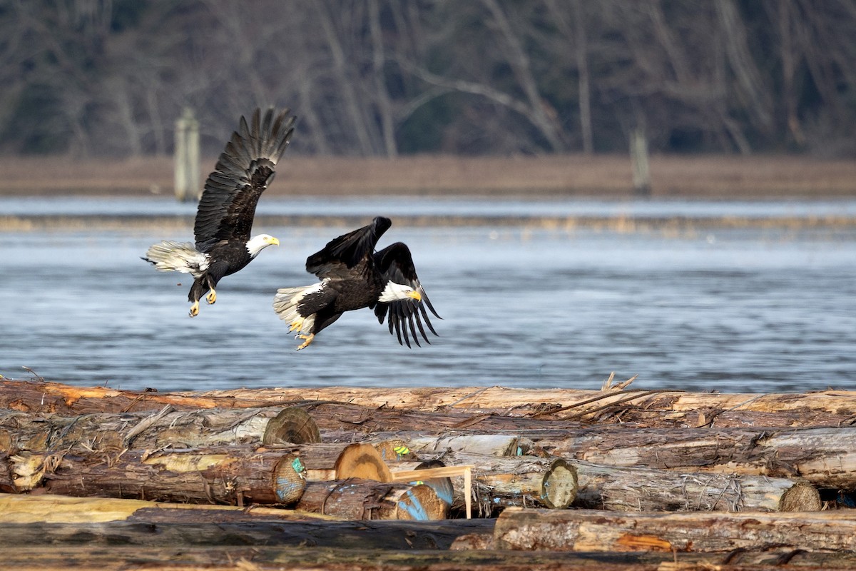 Bald Eagle - ML647725501