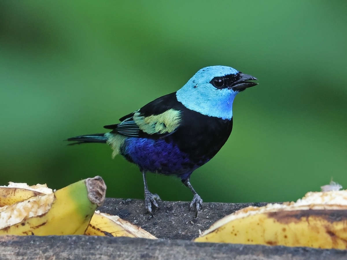 Blue-necked Tanager - ML647725505