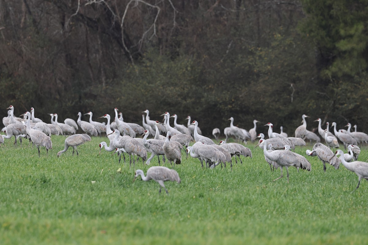 Sandhill Crane (Greater) - ML647725506
