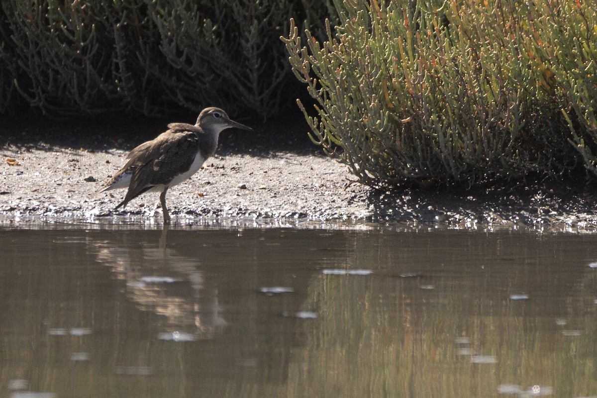 Common Sandpiper - ML647725507