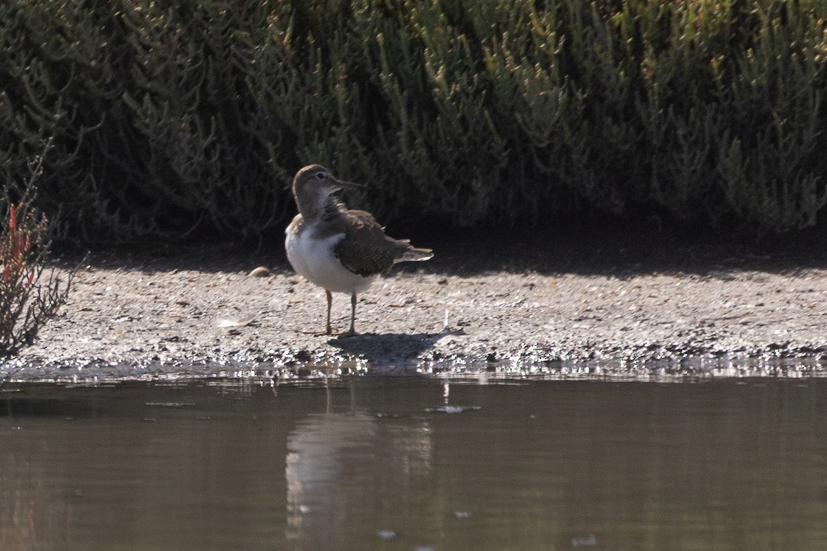 Common Sandpiper - ML647725508